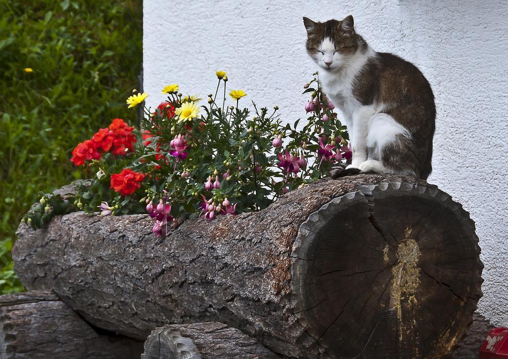Schrunerhof Ebene Reichenau 客房 照片